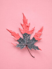 Green maple leaf with pink acrylic's color on pink background. Autumn fall minimal concept. Symbol from abscission for leaves. Creative art object. Top view, overhead, copy space for text.