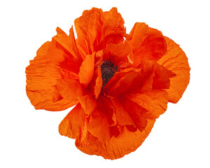 Red flower of poppy, lat. Papaver, isolated on white background