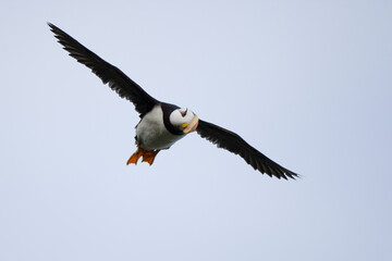 Horned Puffin, Katmai National Park, Alaska