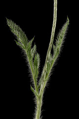 Green leaf and stem of poppy, lat. Papaver, isolated on black background