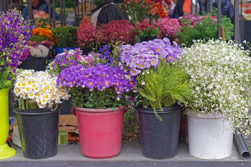 Fototapeta na wymiar Flowers in buckets