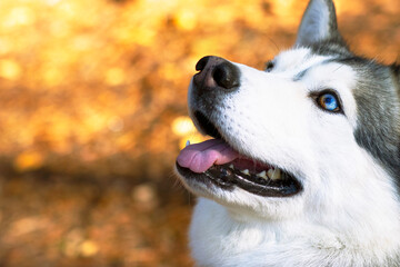 Close-up face of a husky with blue eyes. Canadian, northern dog. Copy Space. © Дарья Шуйскова