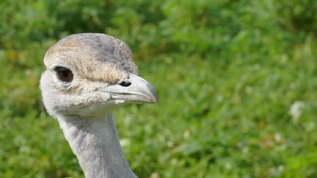 Full face portrait of a bird.