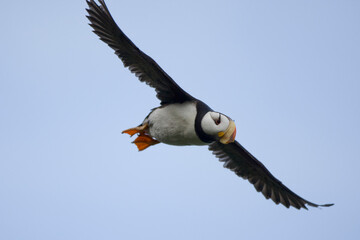 Horned Puffin, Katmai National Park, Alaska