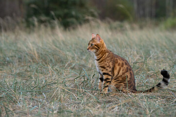 Pet cat sitting in grass.