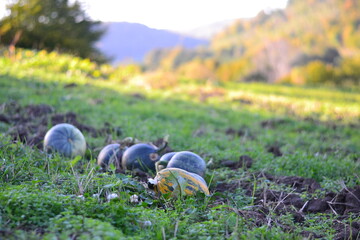 
pumpkins on the field