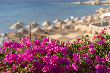 Blooming bougainvillea against the background of beach umbrellas and the sea. Sharm el Sheikh, Egypt.
