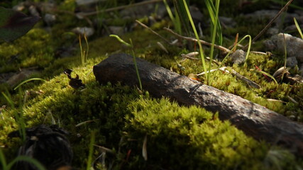 Obraz premium OLYMPUS DIGITAL CAMERA