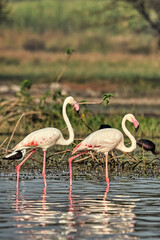 Obraz premium a lovely beautiful couple of flamingos captured by the lens.
