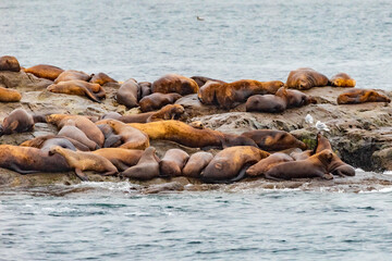 Steller sea lions from gulf of alaska Whittier cruise