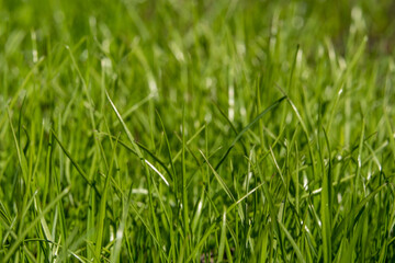 Fototapeta na wymiar Young green grass in a meadow in summer close up selective focus