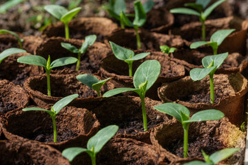 Young green cucumber seedlings in peat pots close up selective focus