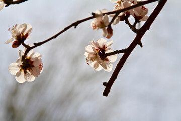 Apricot blossom Cherry Peach Blossom flowering pink flowers close up background