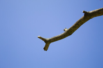 Galho seco de uma árvore com fundo de céu azul