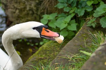 Cygnus olor,  swan, autumn on the pond