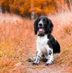 Spaniel hunting for a walk in the fall. Dog on a walk in autumn. Autumn portrait of an animal. Puppy. Walking a pet. Beautiful photo with a dog. Article about Pets. Black and white color.