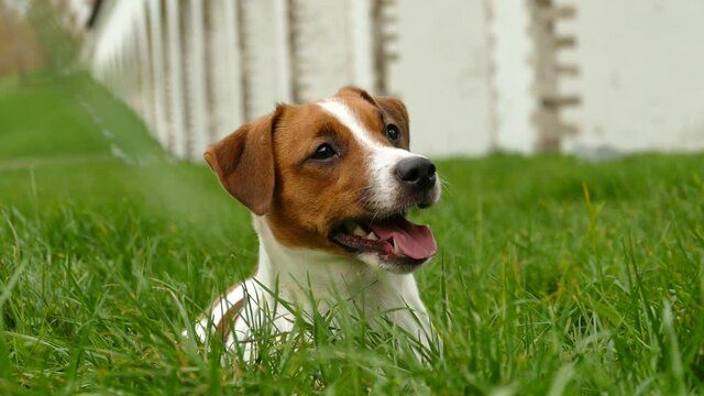 Beautiful terrier puppy outdoors in park