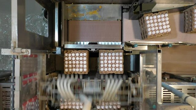 production line with eggs at a poultry farm
