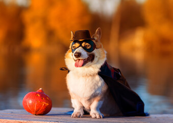 jack russell terrier playing with a ball