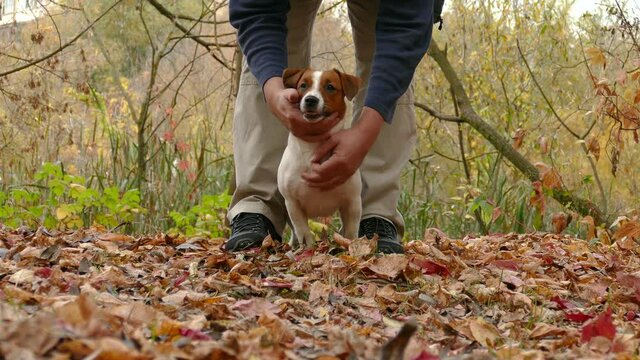Happy terrier puppy plays outdoors in park