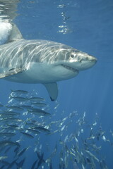 Great White Shark underwater - 384440201
