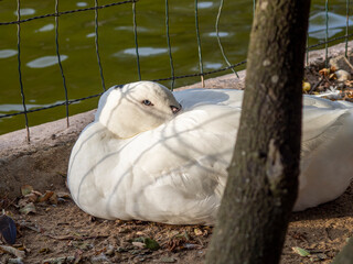 Pato blanco