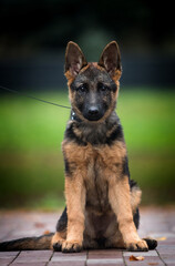 puppy german shepherd teenager sitting in the park