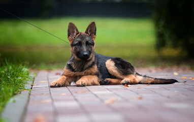 german shepherd puppy lying in the park