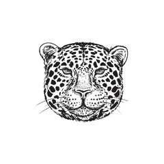 Hand drawing Leopard face isolated illustration on white background. Portrait of Jaguar. Cute fluffy face of Big cat.Beast logo.Predator head sketch.
