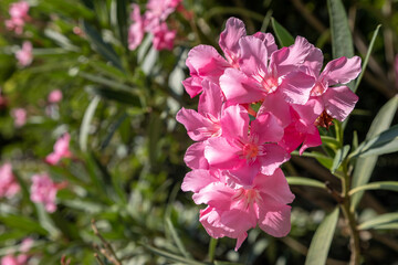 A Bush of blooming pink oleander on a background of green foliage in the garden. Oleander is an...