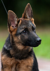 muzzle German Shepherd puppy in the park