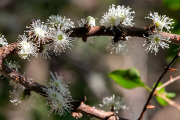 Exotic flower. Jaboticaba fruit blooming on the tree. Jabuticaba is the native Brazilian grape tree.The fruit growing on the tree. Species Plinia cauliflora.