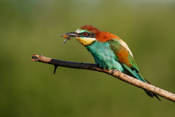 European bee-eater, Merops apiaster. The most colorful bird of Eurasia. The bird caught its prey.