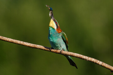 European bee-eater, Merops apiaster. The most colorful bird of Eurasia. the moment of eating prey