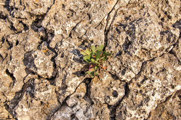 Dark gray stones, among which grew a small green plant. Fight for survival.