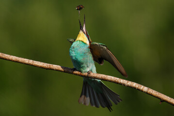 European bee-eater, Merops apiaster. The most colorful bird of Eurasia. the moment of eating prey