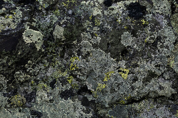 Old gray stone wall with moss texture background