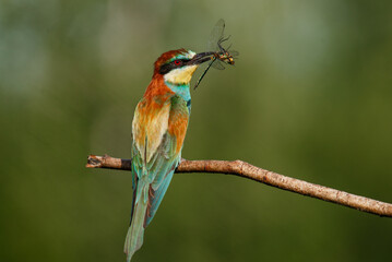 Naklejka premium Bee-eater, Merops apiaster. The most colorful bird of Eurasia. A bird caught a dragonfly