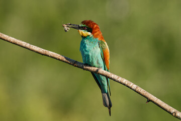 European bee-eater, merops apiaster. The bird is sitting on a beautiful branch.