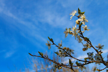 White flowers blossoming on the branch of wild tree