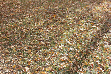 Autumn fallen leaves in the city Park.