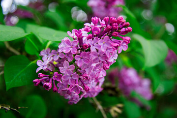 Blossom of violet and purple lilac flowers bush in spring