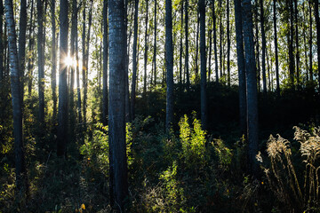 Sun rays in the forest. Sunlight shining through the trees illuminates the dark forest.