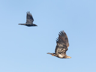 Raven Chases Juvenile American Bald Eagle
