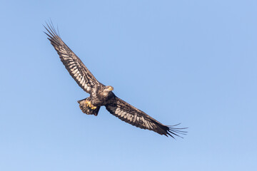 Fototapeta premium Juvenile American Bald Eagle