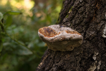 Growing mushroom on a tree trunk. Autumn