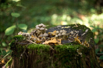 Mushrooms on a tree stump. Fall. Moss