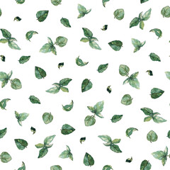 Seamless pattern of green basil leaves isolated on white. Watercolor illustration. For wallpaper, wrapping paper, textile, stationary, packaging and all types of surface design.