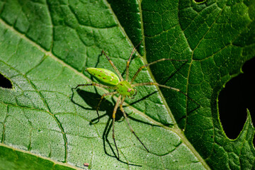 Spider on leaf
