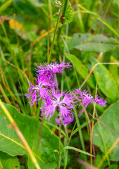 Flower, abstract, Dianthus, Dianthus superbus is a species of Dianthus native to Europe and northern Asia, from northernmost Spain and France north to arctic Norway.